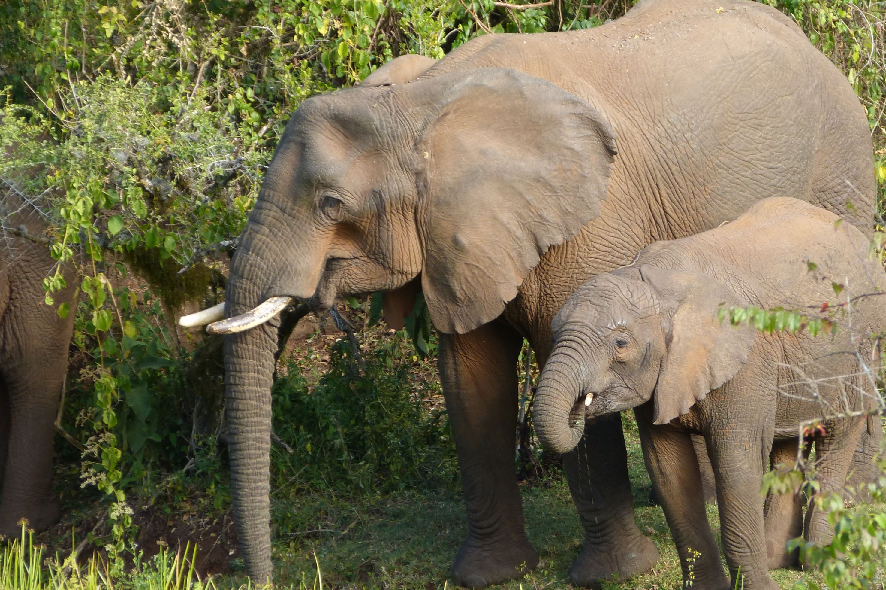 Those trunks are certainly flexible, but who knew they could mix chewed plants with milk for the young?